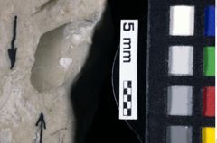 Foto (Detailansicht) von Cracensigillatus acutirostris (Moericke, 1889) (NHMW-GEO-1990-0041-0201)